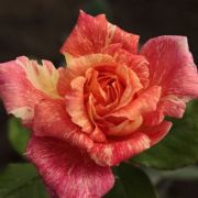  Rosa Mediterranea cserepes rzsa