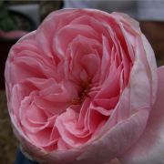  Rosa Delri cserepes rzsa