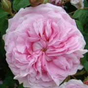  Rosa New Maiden Blush cserepes rzsa