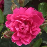  Rosa Pink Grootendorst cserepes rzsa