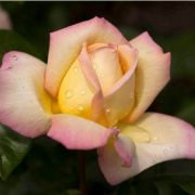  Rosa Rose Aime cserepes rzsa