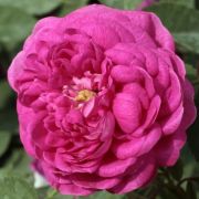  Rosa Rose de Resht cserepes rzsa