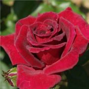  Rosa Royal Velvet cserepes rzsa