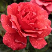  Rosa Sammetglut cserepes rzsa