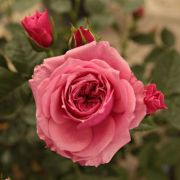  Rosa Pink Babyflor cserepes rzsa