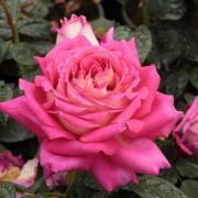  Rosa Tanger cserepes rzsa