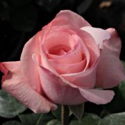  Rosa Delset cserepes rzsa
