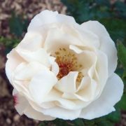  Rosa White Queen Elizabeth cserepes rzsa