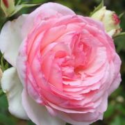  Rosa Eden Rose cserepes rzsa