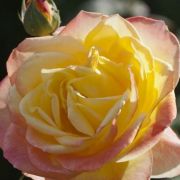  Rosa Emeraude d'Or cserepes rzsa