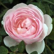  Rosa Ausblush cserepes rzsa