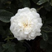  Rosa Madame Plantier cserepes rzsa