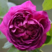  Rosa Reine des Violettes cserepes rzsa