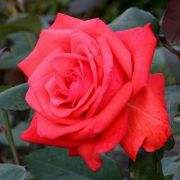  Rosa Rosalynn Carter cserepes rzsa
