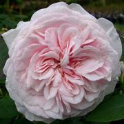  Rosa Souvenir de la Malmaison cserepes rzsa