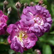  Rosa Veilchenblau cserepes rzsa
