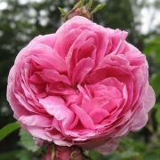  Rosa Rose des Peintres cserepes rzsa