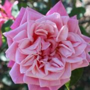  Rosa Souvenir de J. Mermet cserepes rzsa