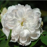  Rosa White Jacques Cartier cserepes rzsa