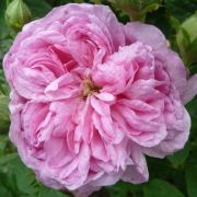  Rosa Ispahan cserepes rózsa