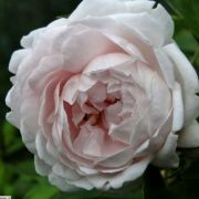  Rosa nnchen von Tharau cserepes rzsa