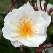  Rosa Bobbie James cserepes rózsa