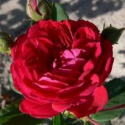  Rosa Chevy Chase cserepes rózsa