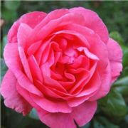  Rosa Frau Dr. Schricker cserepes rózsa