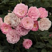  Rosa Frau Eva Schubert cserepes rózsa