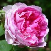  Rosa Geschwinds Orden cserepes rózsa