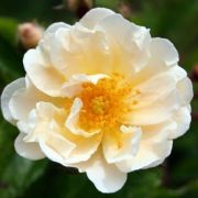  Rosa Goldfinch cserepes rózsa