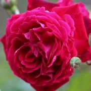  Rosa Gruss an Teplitz cserepes rózsa