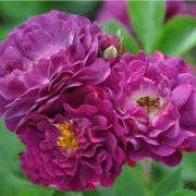  Rosa Bleu Magenta cserepes rzsa