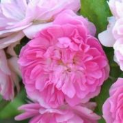  Rosa Belle de Sardaigne cserepes rzsa