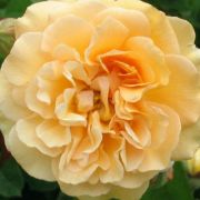  Rosa Buff Beauty cserepes rzsa