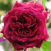 Rosa Empereur du Maroc cserepes rzsa