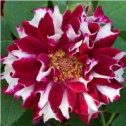  Rosa Roger Lambelin cserepes rózsa (azonnal szállítható)