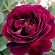  Rosa Souvenir du Docteur Jamain cserepes rzsa