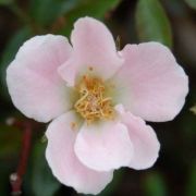 Rosa Nozomi cserepes rzsa