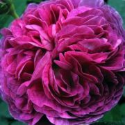  Rosa Belle de Crécy cserepes rózsa (azonnal szállítható)