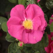  Rosa Gallica 'Officinalis' cserepes rzsa