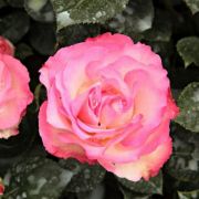  Rosa Bordure Rose cserepes rzsa