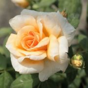  Rosa Crpuscule cserepes rzsa