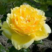  Rosa Souvenir de Marcel Proust cserepes rzsa