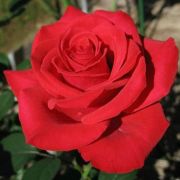  Rosa Red Parfum cserepes rzsa