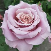  Rosa Simply Gorgeous cserepes rzsa