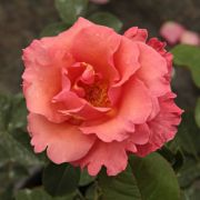  Rosa Sandringham Centenary cserepes rzsa