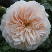  Rosa Crocus Rose cserepes rzsa