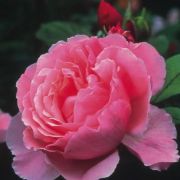  Rosa Ausglobe cserepes rzsa