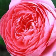  Rosa Amandine Chanel cserepes rzsa